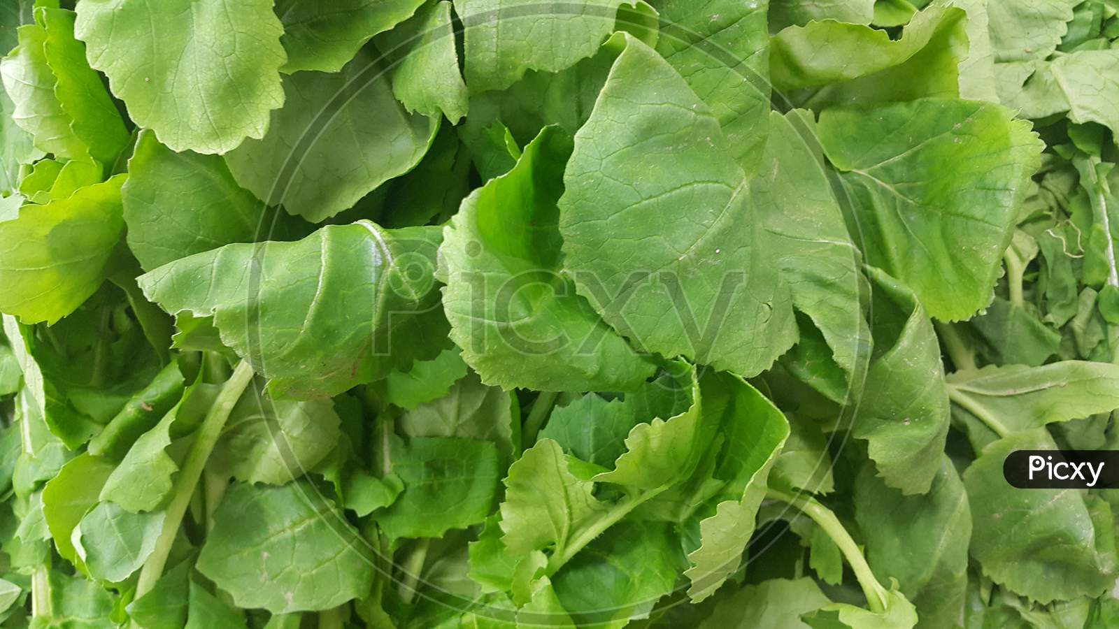 Lush Green Leaves Of Spinach