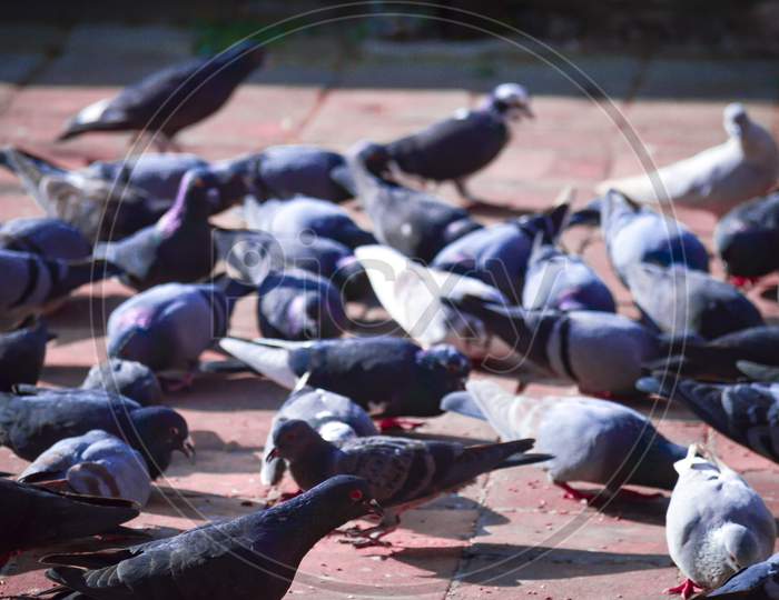 pigeons eating food