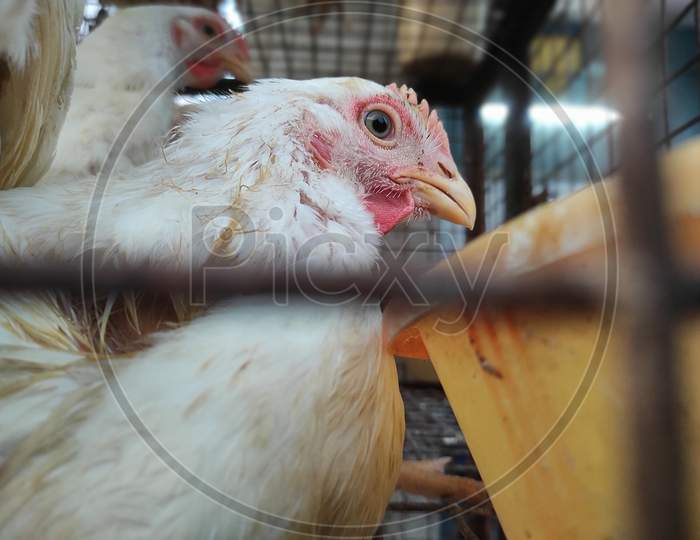 Poultry shot
