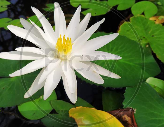 white color water lilly