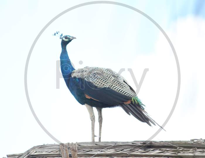 Beautiful Elegant Female Peacock Standing In Top Of The House Or Cottage/Hovel With Clouds In The Background