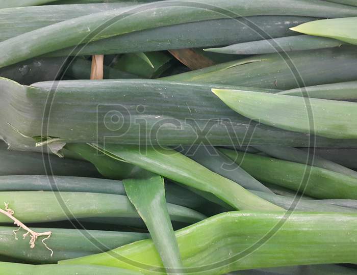 Lush Green Leaves Of Onions