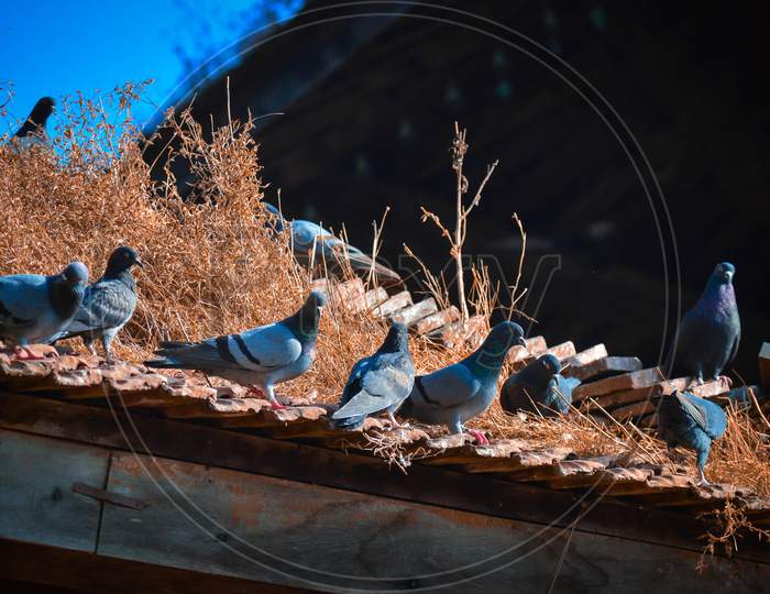 pigeons squad
