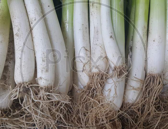 White And Green Leaves With Roots Onions