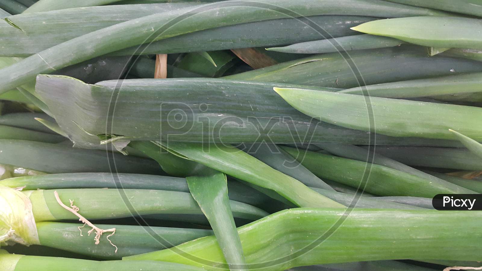 Lush Green Leaves Of Onions