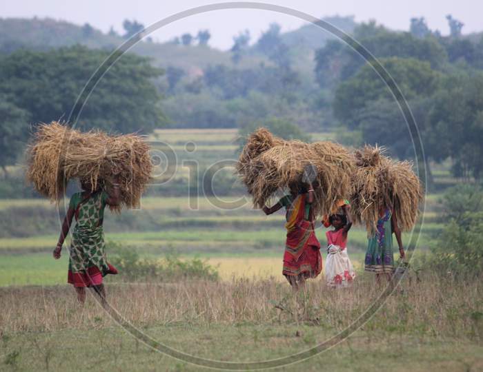 Collect Paddy from field to home