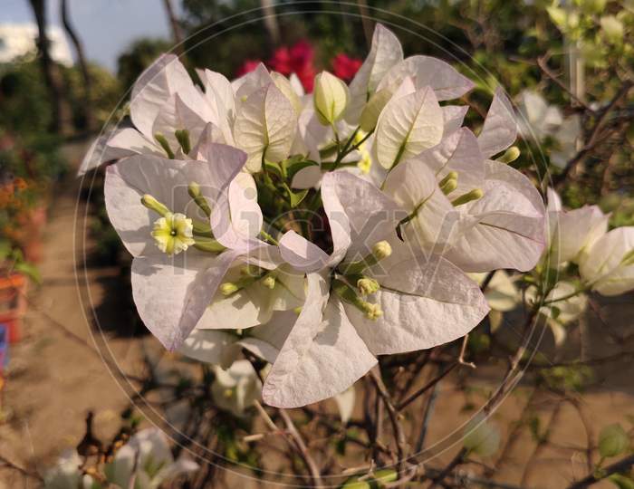 White Bougainvillea flower
