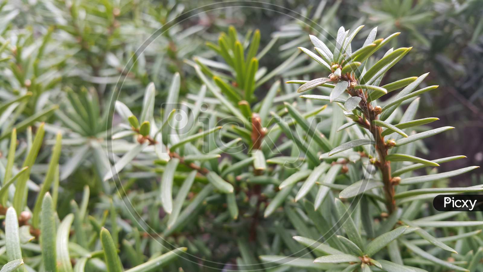 Green Leaves Of Taxus Baccata