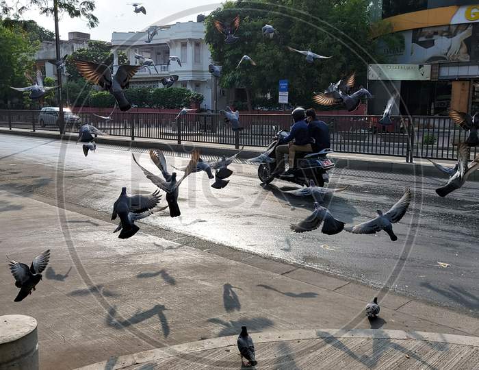 Beautiful pigeons