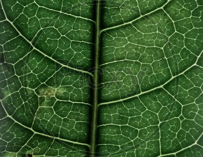 Detailed work of leaf