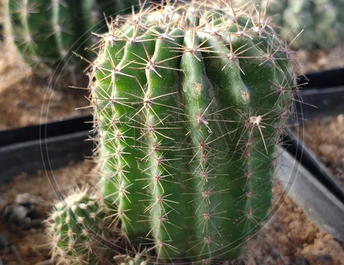 Cardongrande cactus