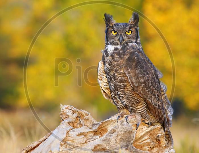 Great Horned Owl (Bubo Virginianus) Sitting On A Stump