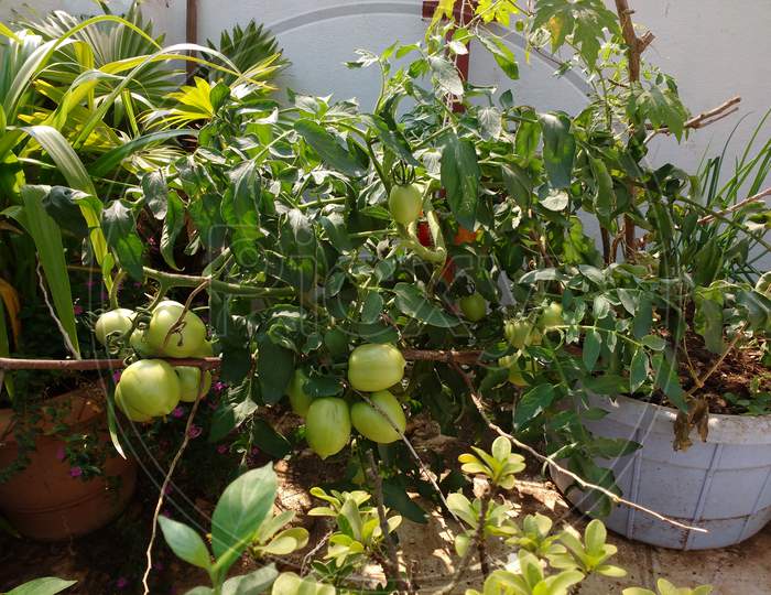 tomato plants with  tomato