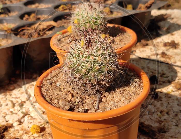 Rebutiasenilis cactus