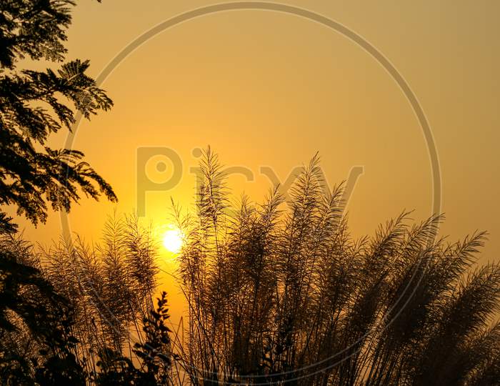 A beautiful landscape sunrise view over the weeds in the agricultural field