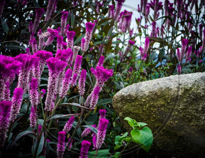 Purple Flowers Against A Rock
