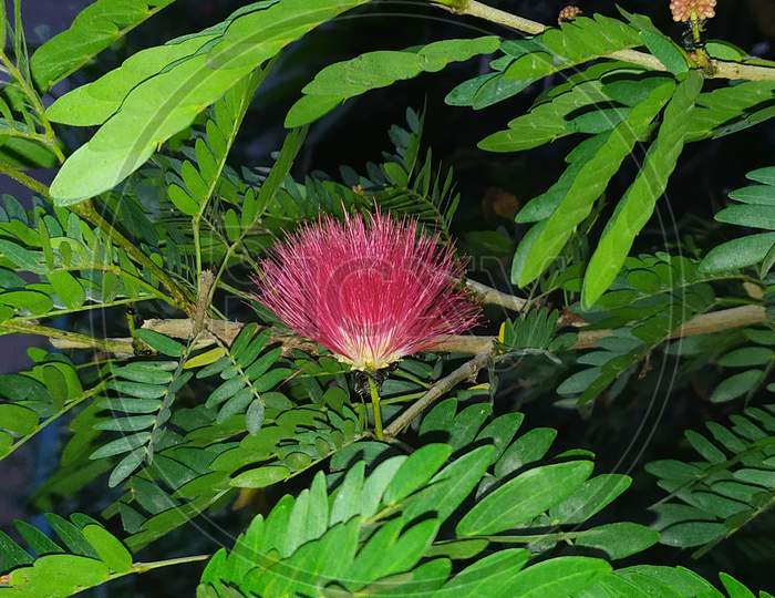 Calliandra haematocephala flower