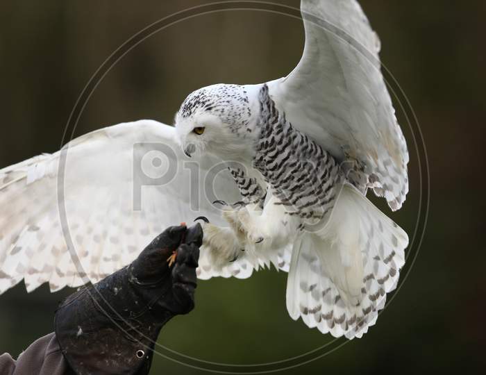 Close Up Of A Snowy Owl In Flight