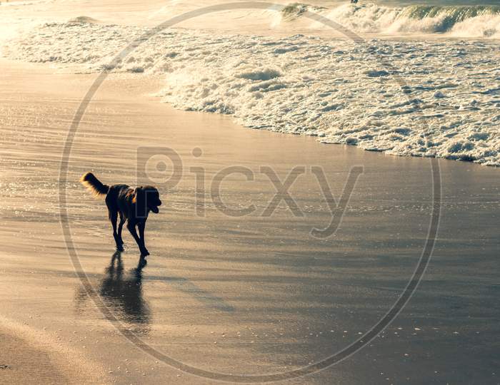 Long-Haired Dog Running Freely Along The Beach During Sunset. Pets Abandonment Concept.