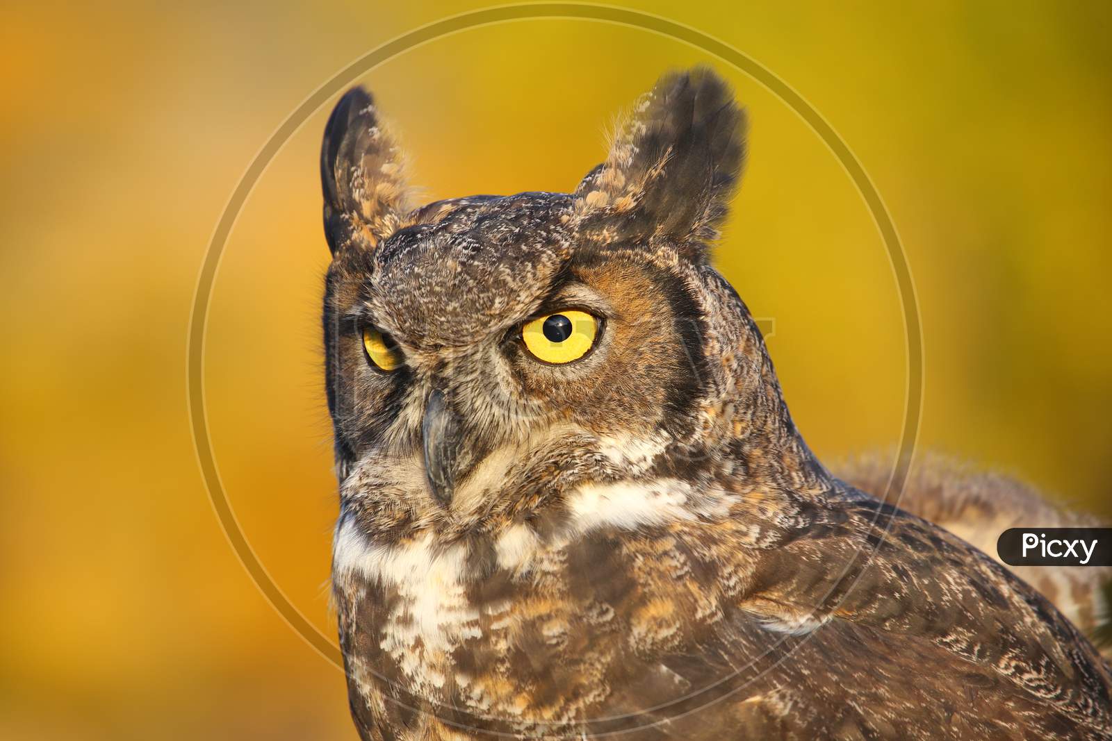 Portrait Of Great Horned Owl (Bubo Virginianus)
