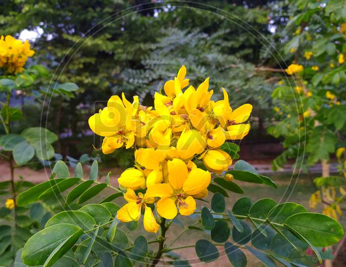 Senna Bicapsularis flowers