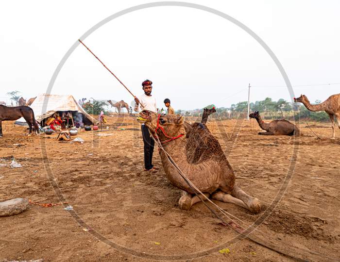 A Camelees With Its Camel At Pushkar Camel Festival.