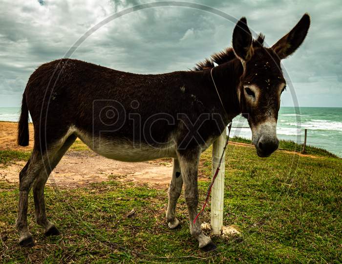 Donkey Standing By The Sea. Animal With Four Legs And Large Ears Used For Loading.