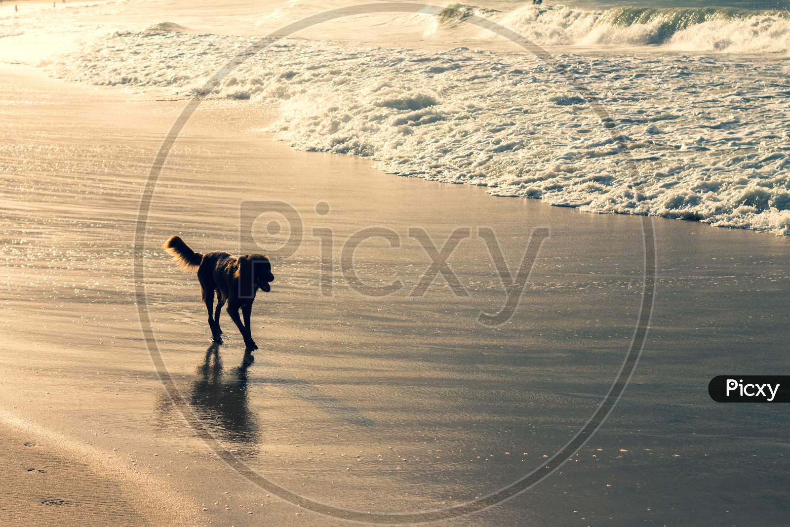 Long-Haired Dog Running Freely Along The Beach During Sunset. Pets Abandonment Concept.