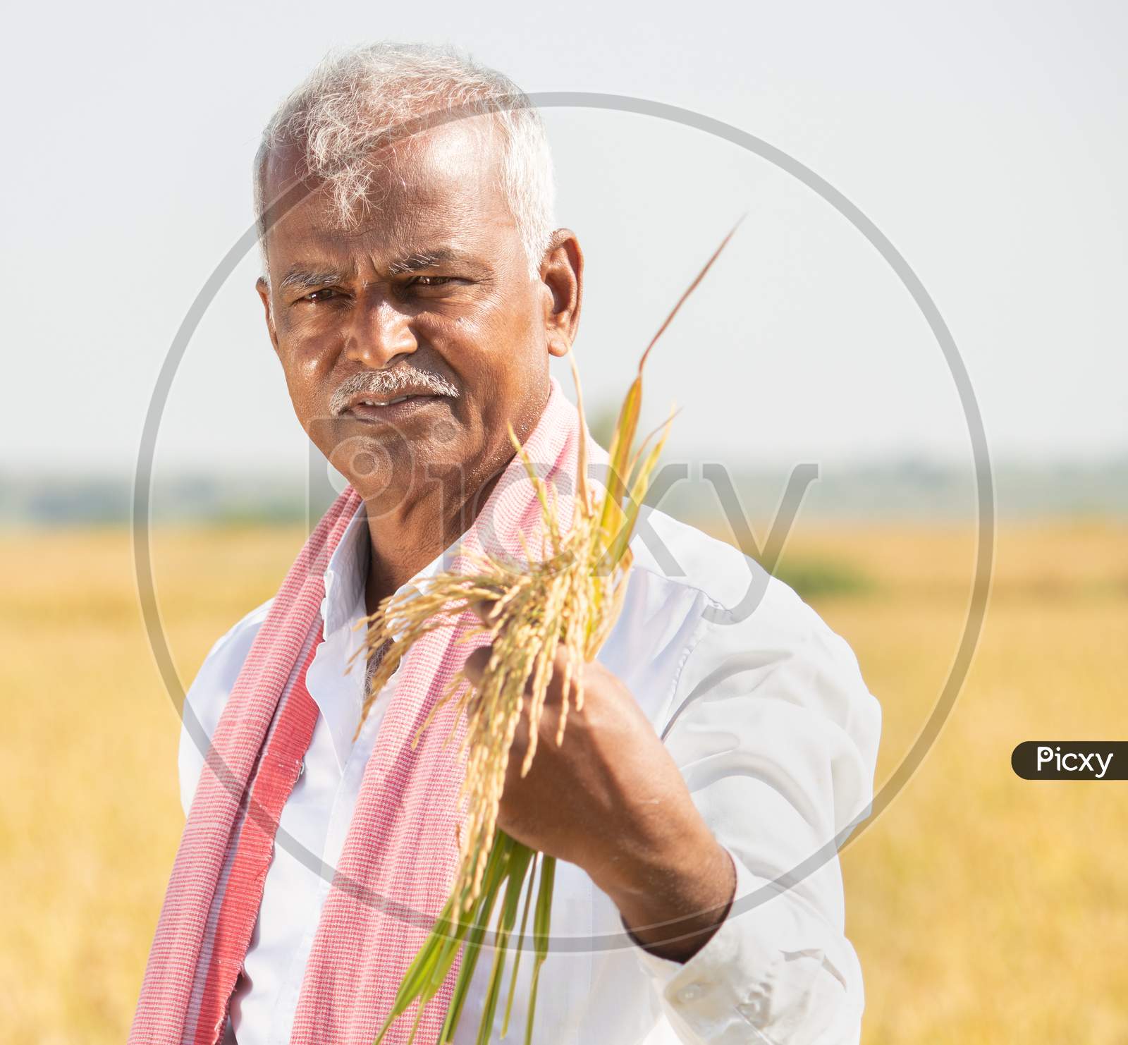 Smiling Indian Farmer In Hot Sunny Day Holding Paddy In Agriculture Field - Concept Of Bumper Crop During Monsoon Season