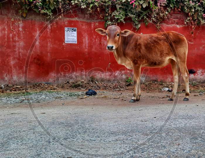 COW ON ROAD