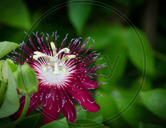 Dark Red Blooming Flower