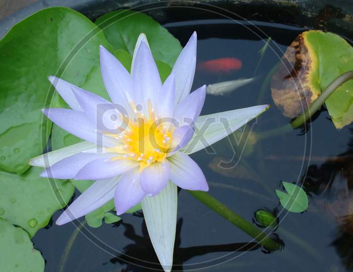 purple color water lilly