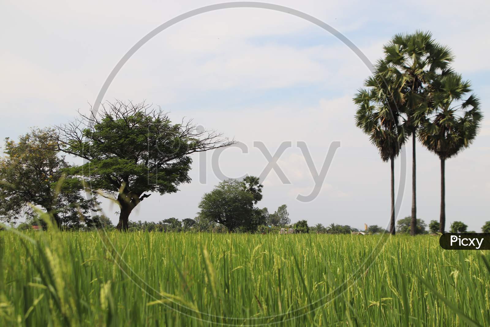 Rice Tree with Palm Tree