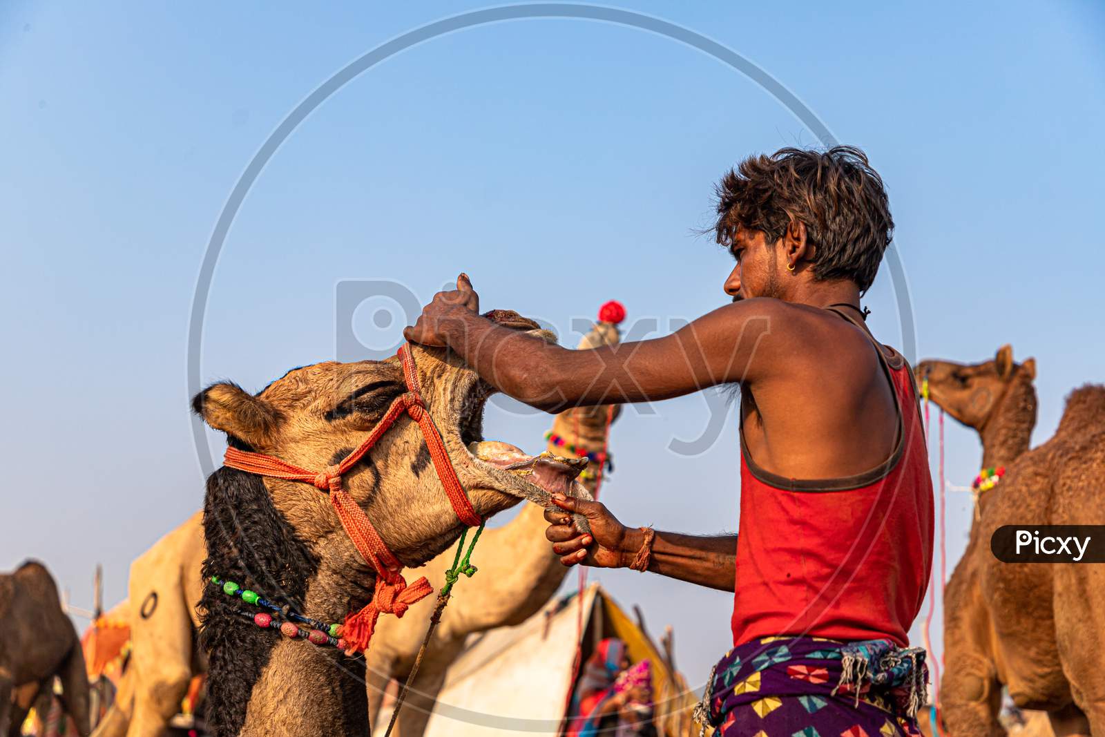 Piercing Of A Camel At Pushkar Camel Festival.
