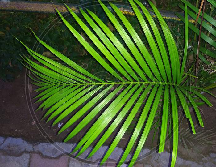 Areca palm plant