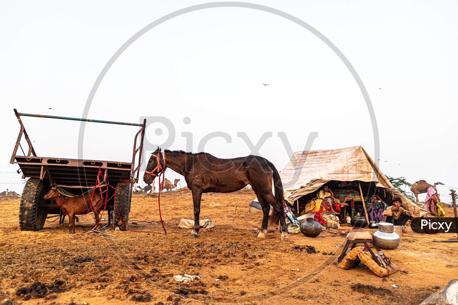 A Horse And A Goat At Pushkar Camel Festival.
