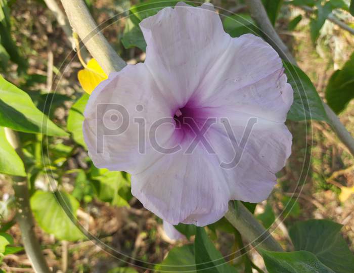 Ipomoea carnea( morning glory) flower.