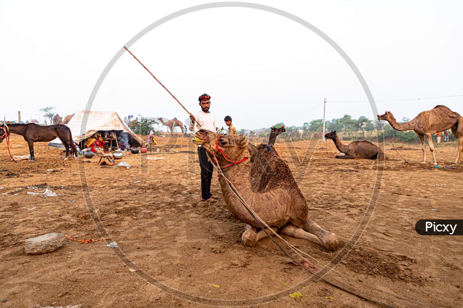 A Camelees With Its Camel At Pushkar Camel Festival.