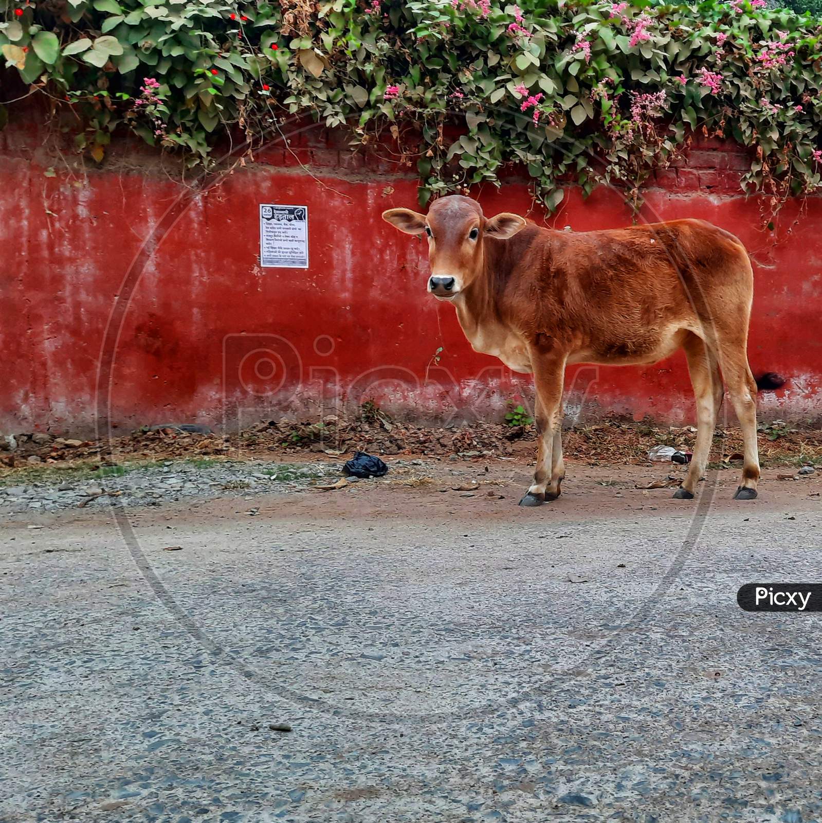 COW ON ROAD