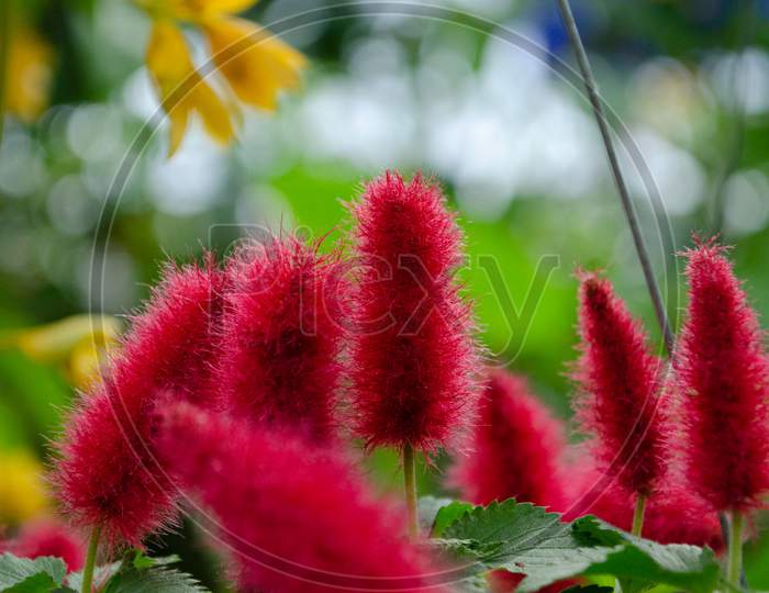 Red Fluffy Flowers