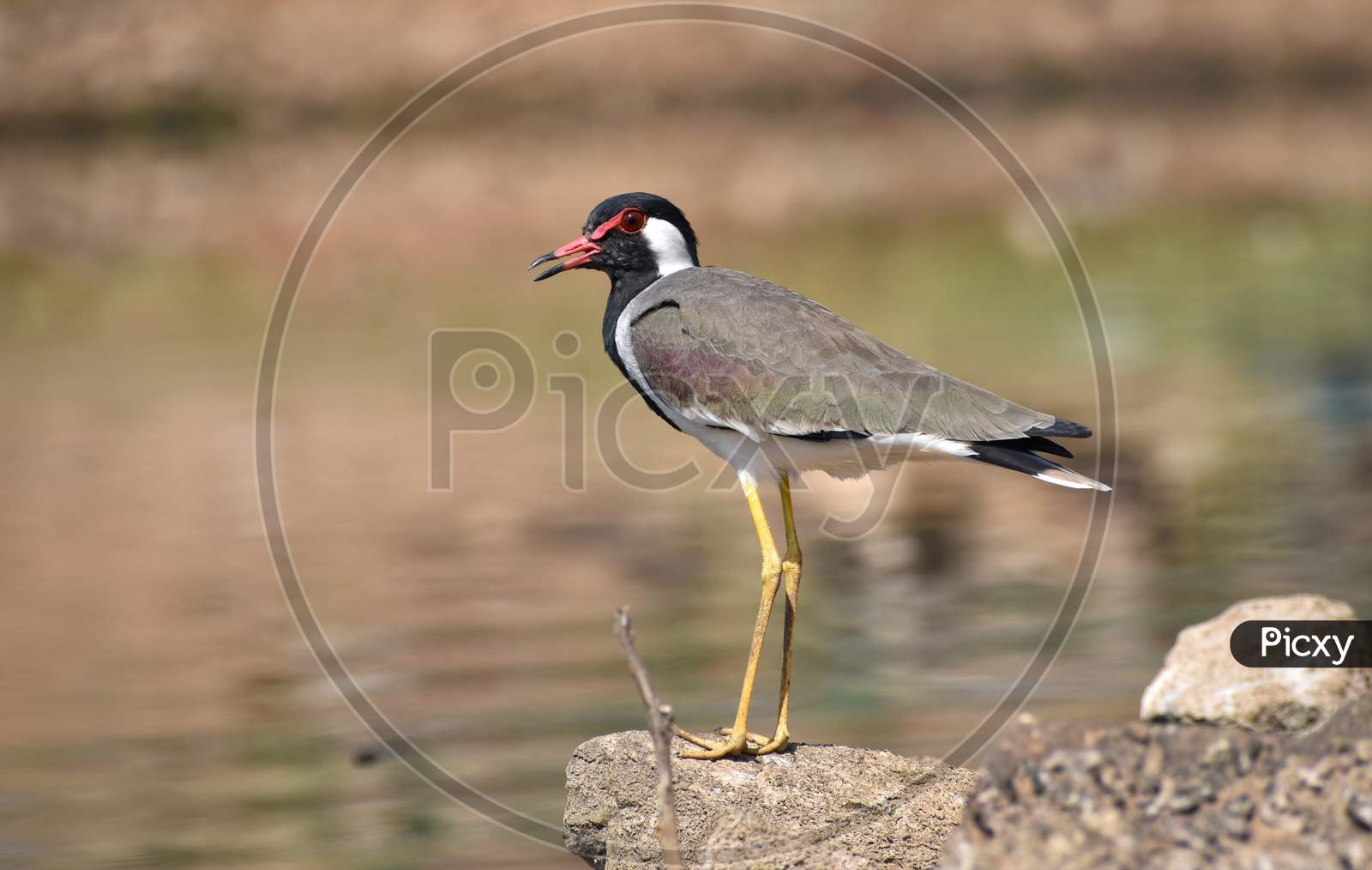 red wattled lapwing