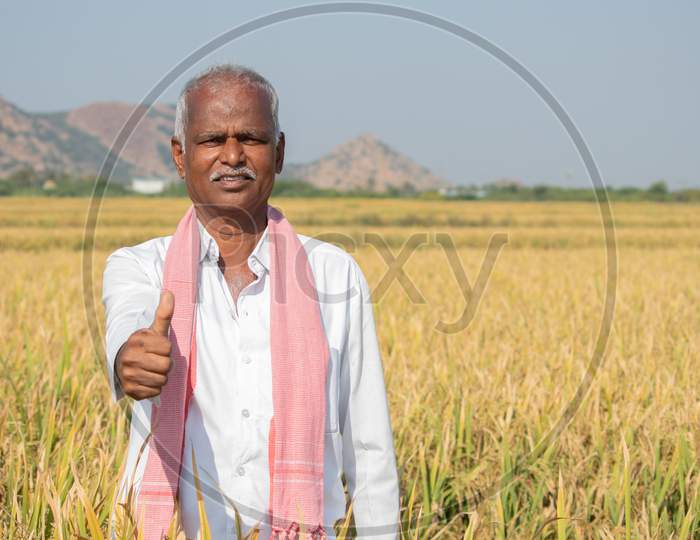 Indian Farmer With Thumps Up Gesture Standing In Middle Of Harvested Crops - Concpet Of Good Or Bumper Crop Yields Showing With Copy Space On Agriculture Farm Land.