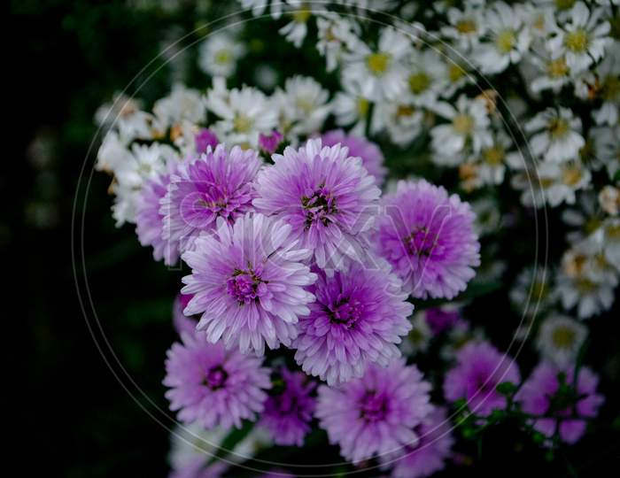 Purple And Daisy Flowers