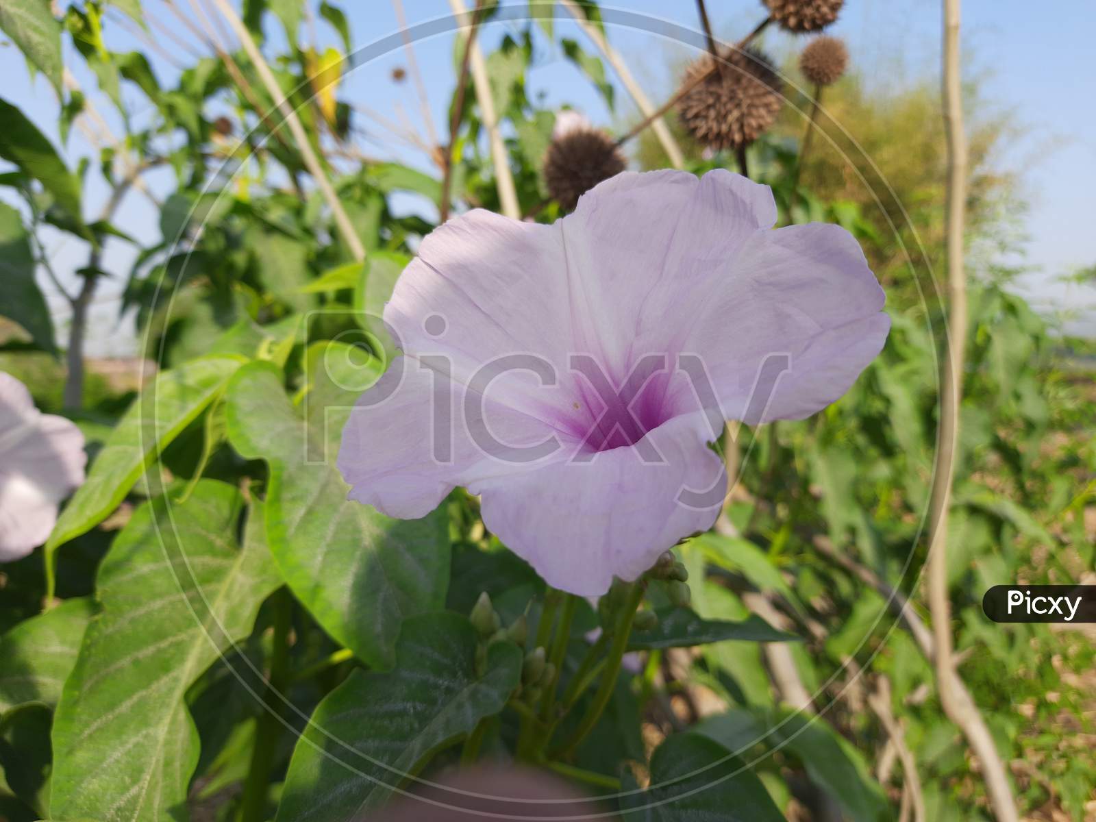 Ipomoea carnea( morning glory) flower.