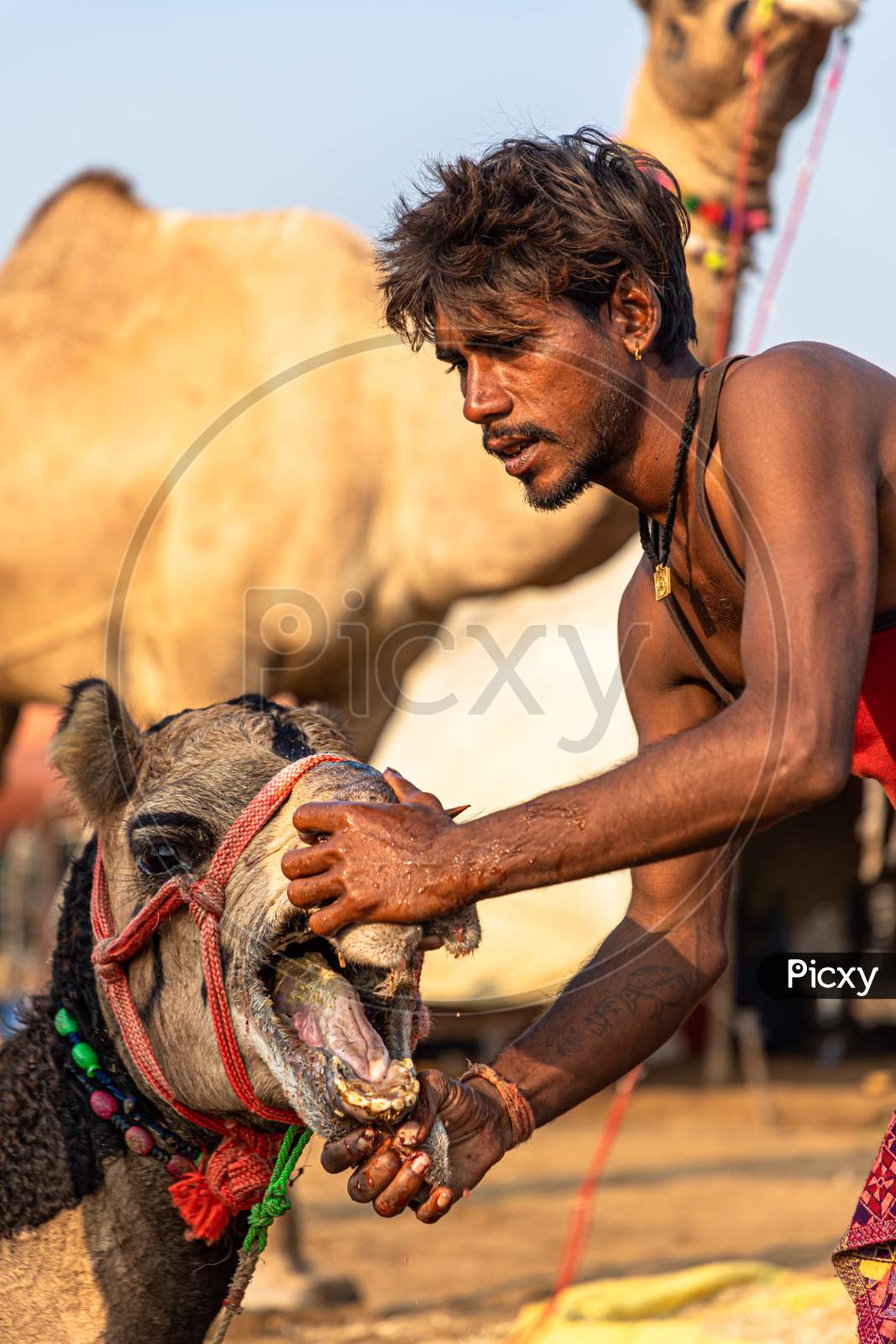 Piercing Of A Camel At Pushkar Camel Festival.