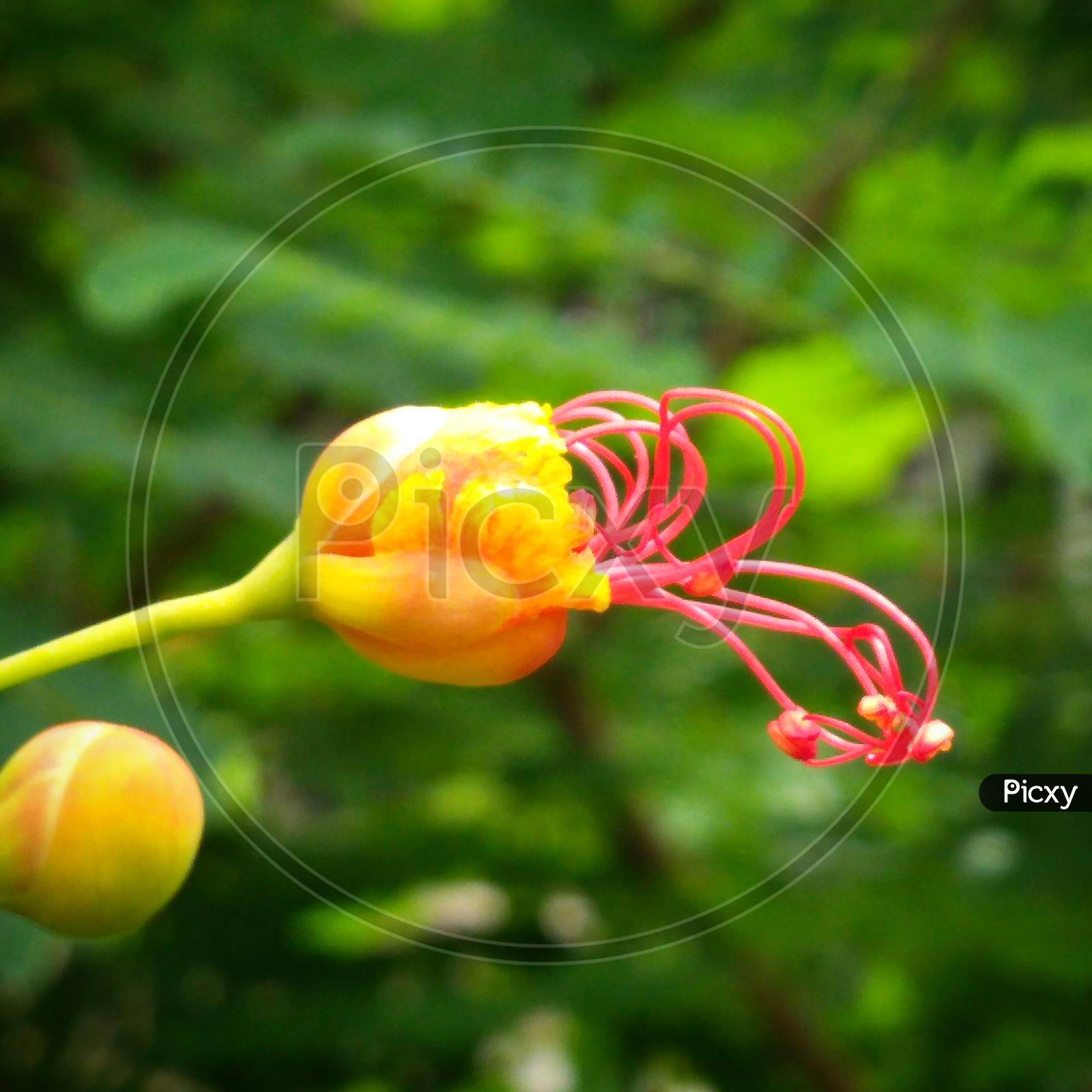 Yellow-orange flower Bud