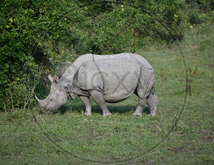 Horned Rhino