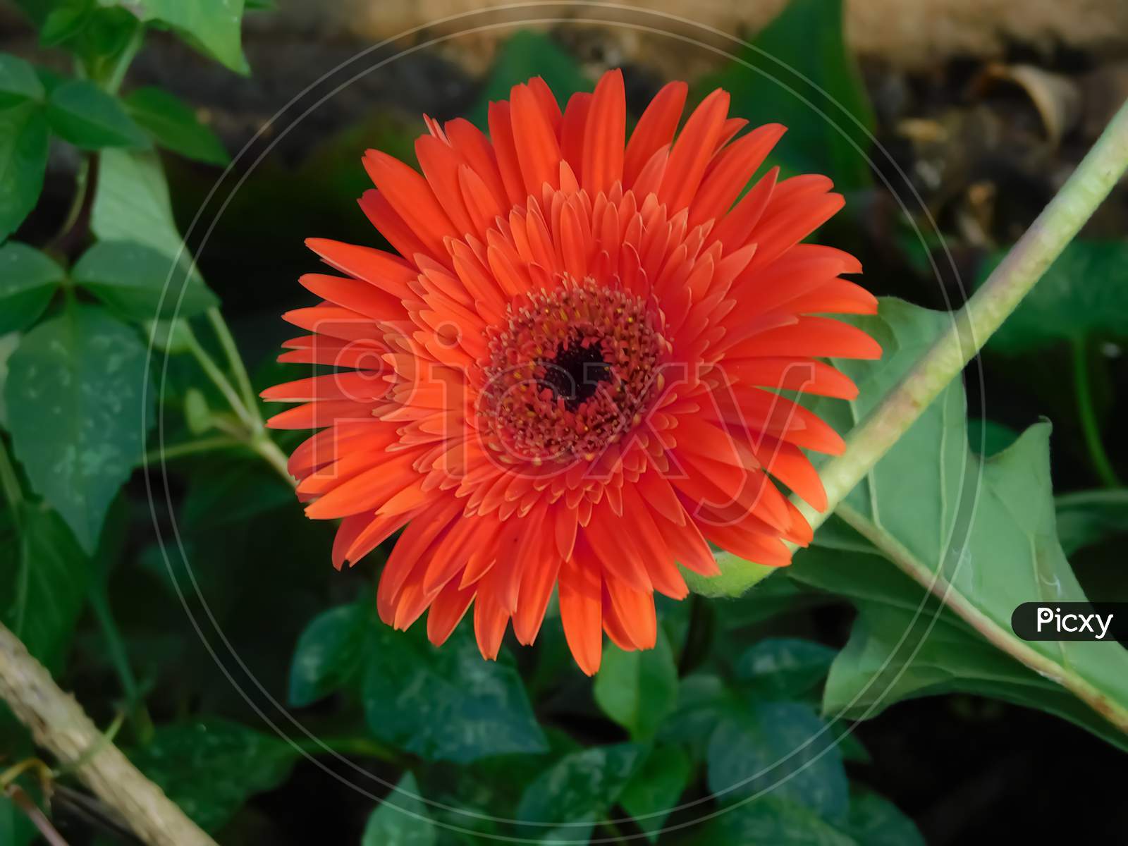 Closeup View Of Transvaal Daisy Flower