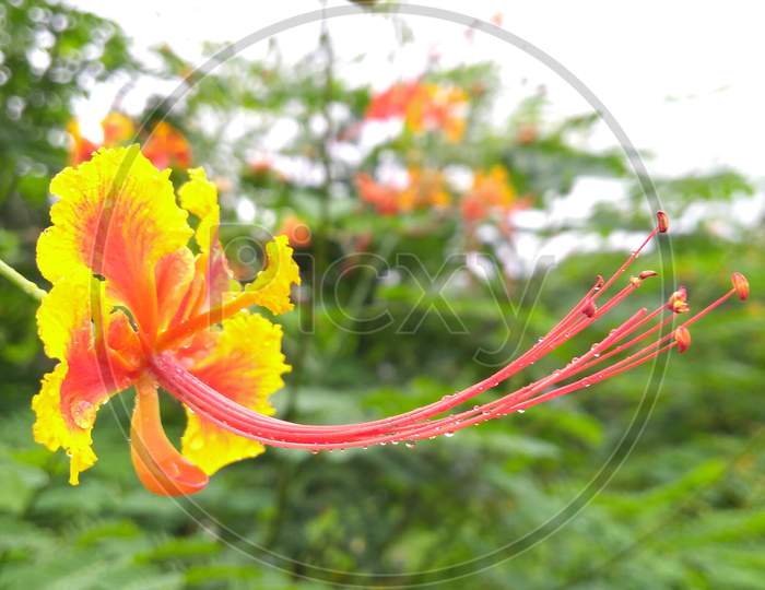 Barbados flower