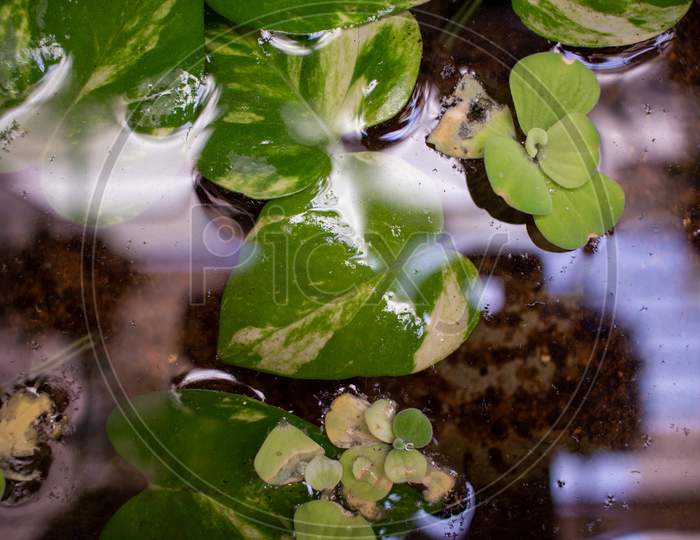 View Of The Money Plant (Also Known As Epipremnum Aureum) In A Water Pot. Invasive Flowering Plant. Selective Focus